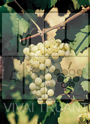 Foto di un grappolo d'uva di Ribolla Gialla